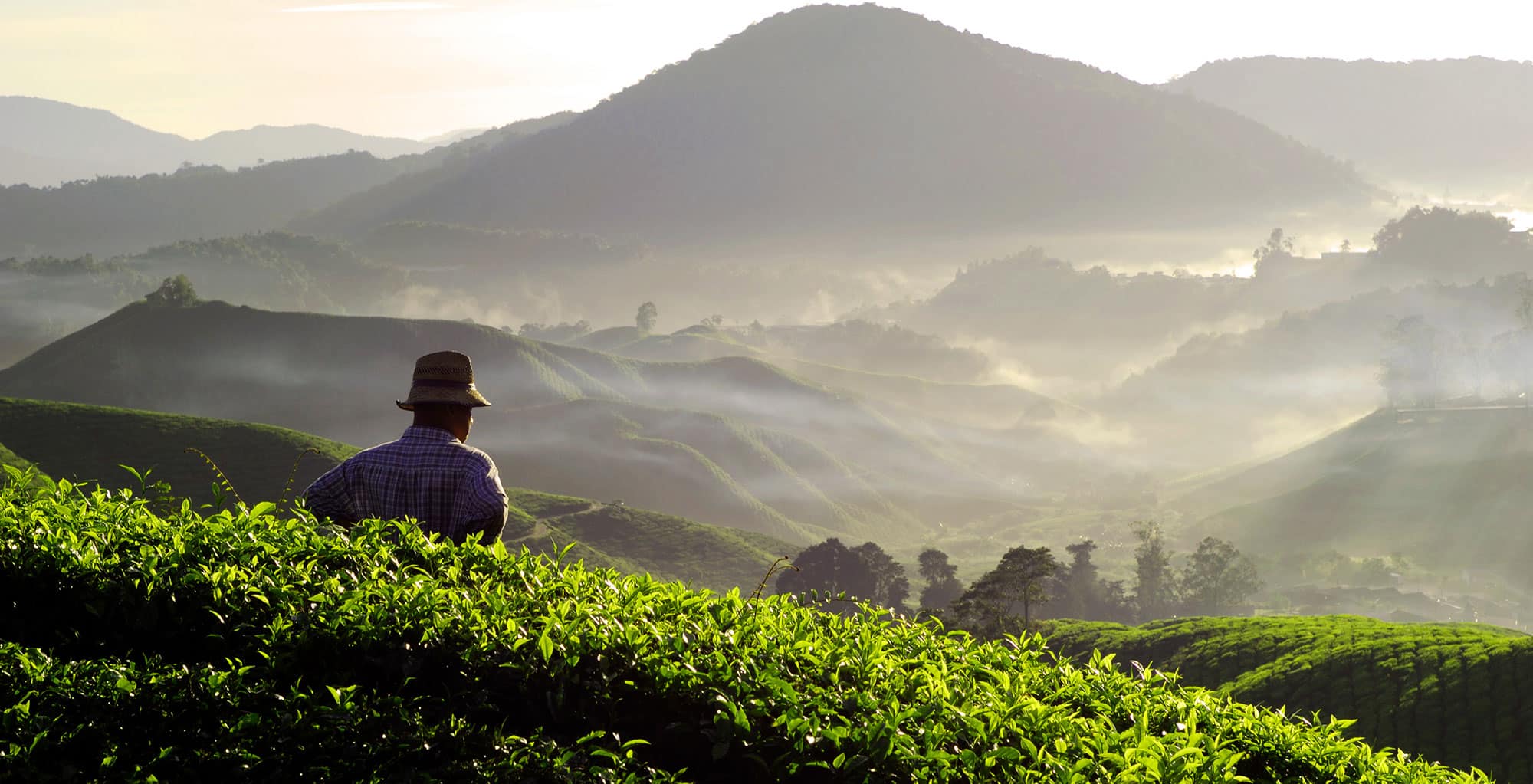 Tea Plantation